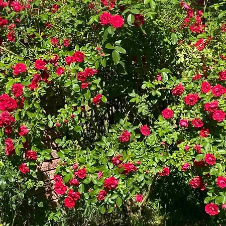 в карпатах Penzion Jasiňa